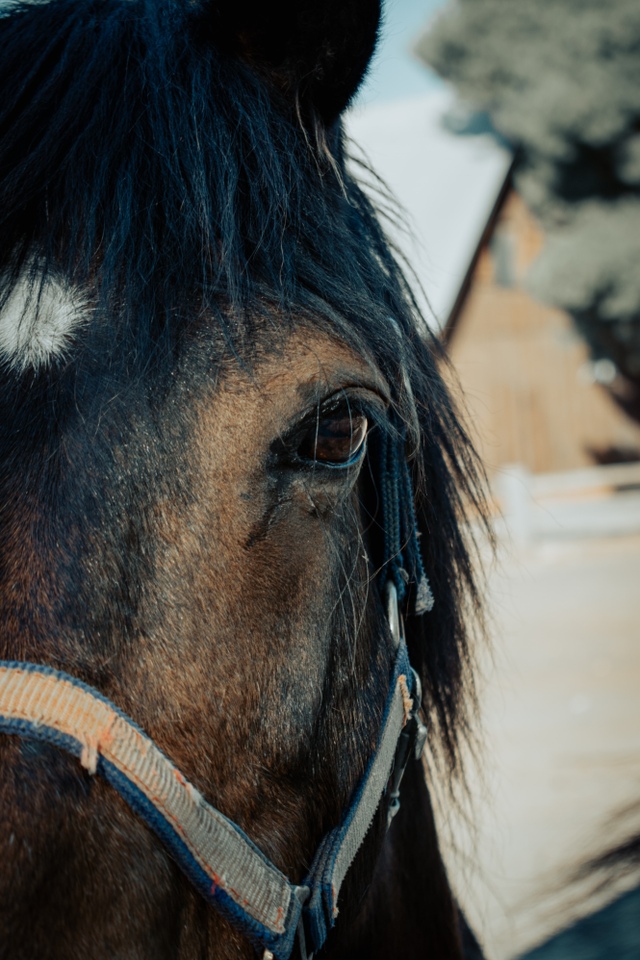 Close-up van een paardenhoofd.