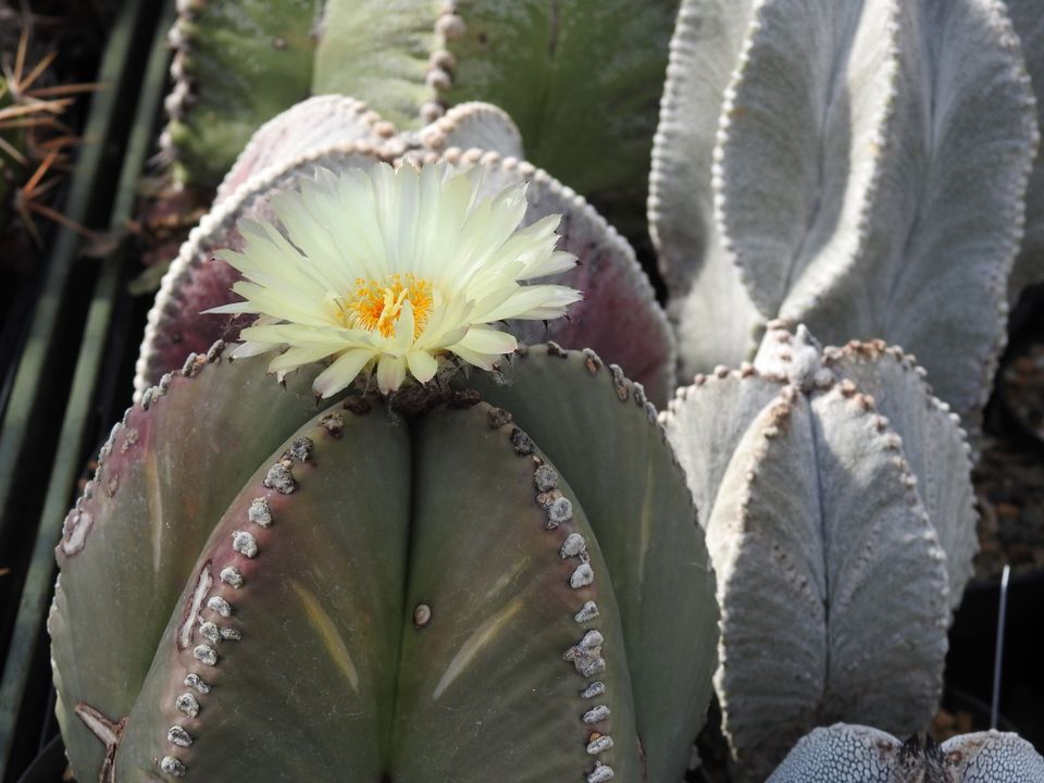 In de kas zijn diverse cactussen en vetplanten te bewonderen