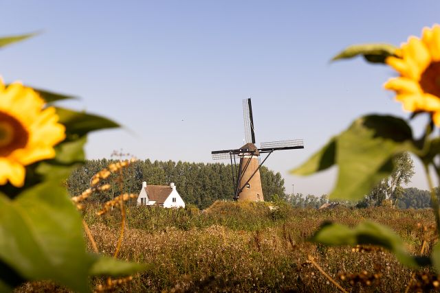 Een molen in een Brabants landschap met aan de zijkant twee zonnebloemen.