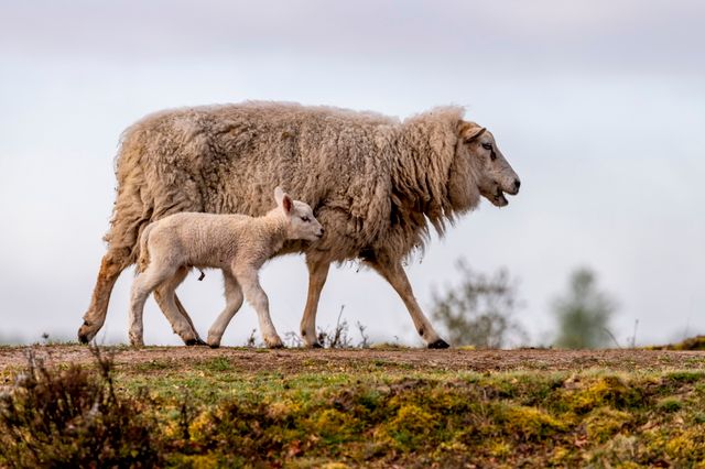 Een lammetje blijft dicht naast haar moeder lopen.