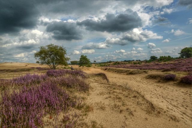 Nationaal Park Dwingelderveld