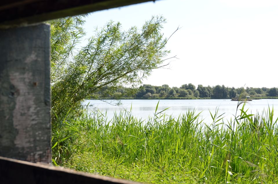 Uitkijken op de Lepelaarplassen vanuit een kijkhut in Flevoland