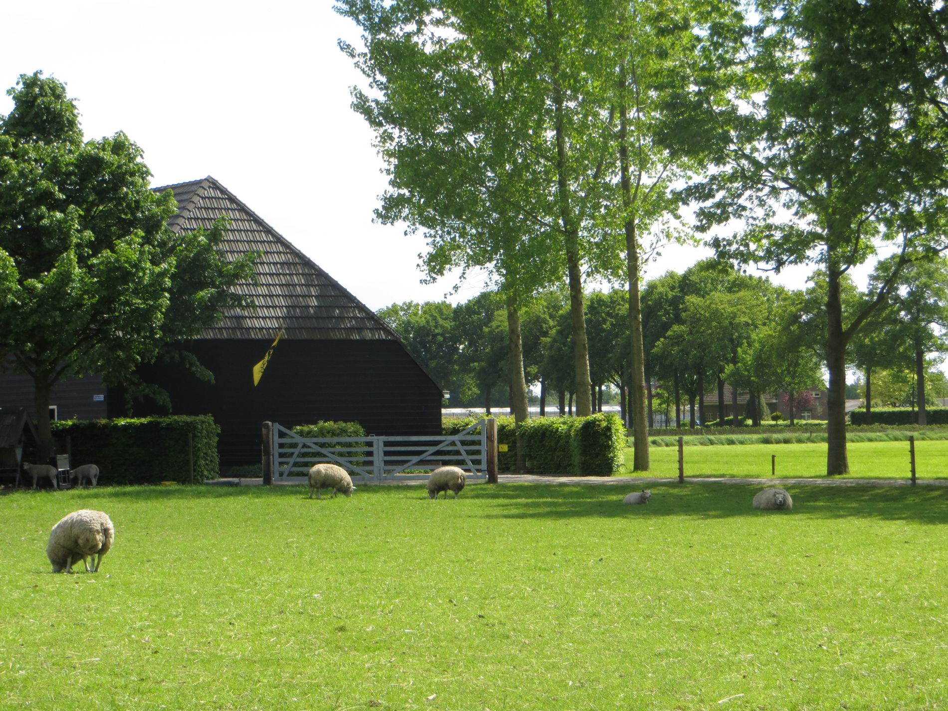 Zicht op een donkere Vlaamse schuur met pannendak in een boomrijke groene omgeving met schapen in het weiland op de voorgrond.