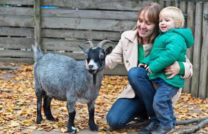 Volwassene en kind aaien een geit op de kinderboerderij het Oortjespad bij buitenplaats Kameryck, omringd door herfstbladeren