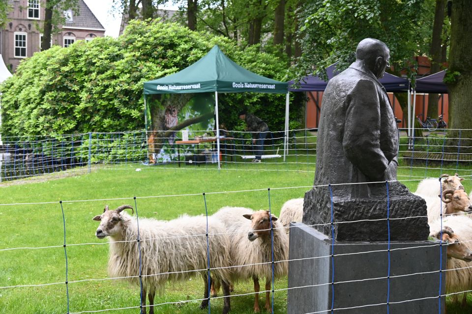 Goois Natuurreservaat met schaapskudde op de Brink