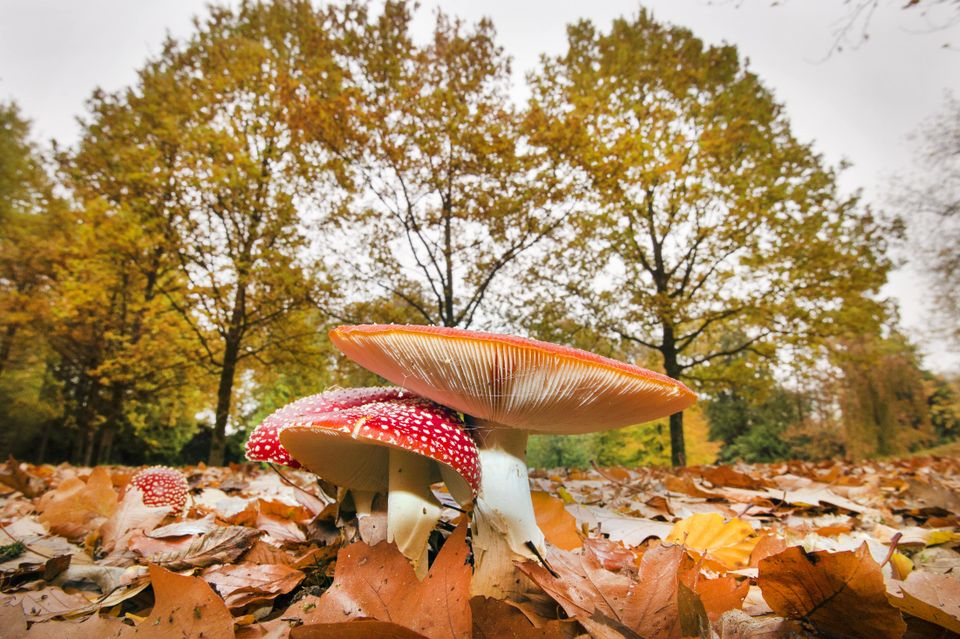 park vijversburg in Tietjerk