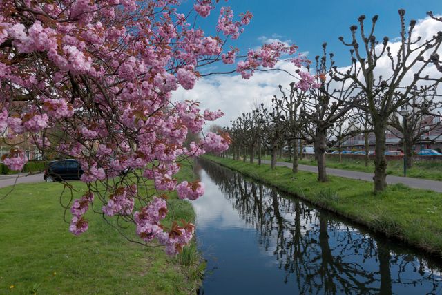 Bloesem bij de Paardenlaan in IJsselstein