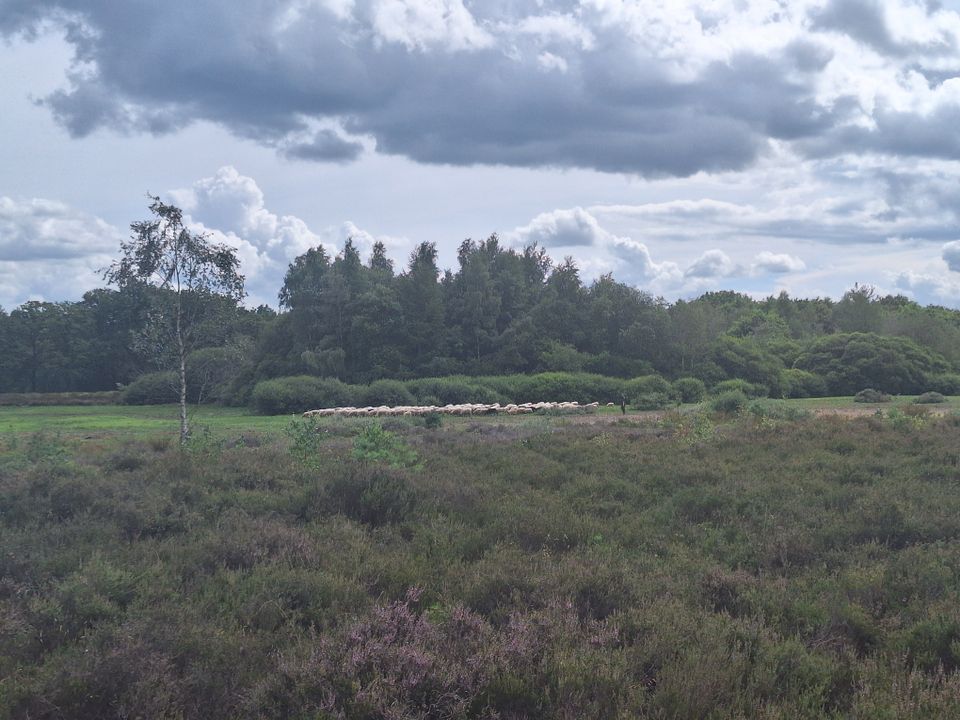 Klein rondje Bakkeveense duinen