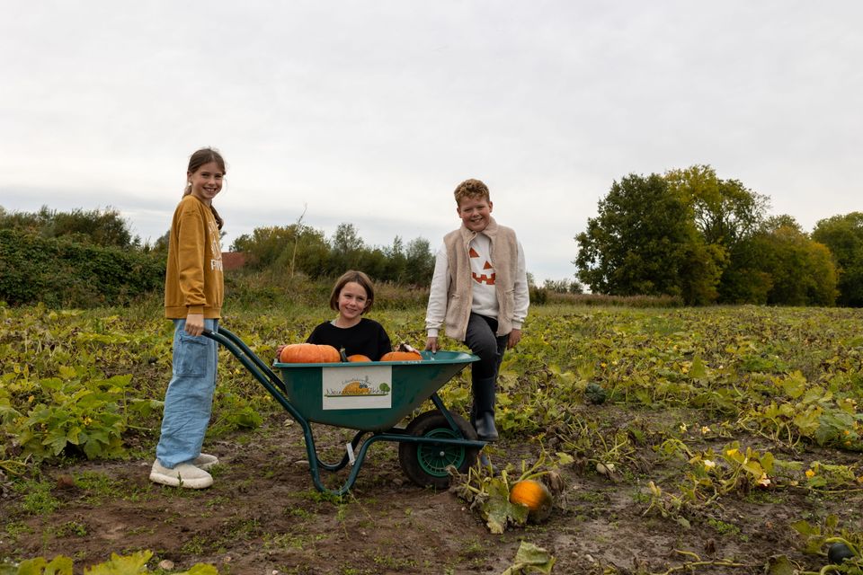 Pompoenplukdagen Oostwold
