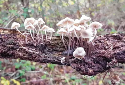 kleine witte paddenstoelen op een tak