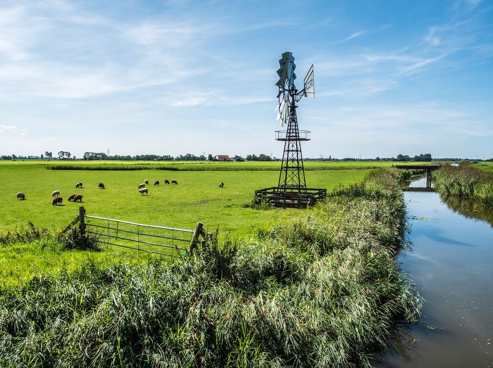 molen naast slootje in een weiland met schapen erin