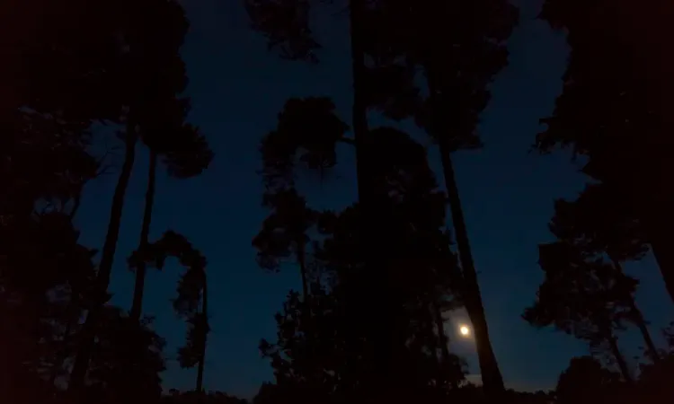 Hele donkere foto, nachtblauwe lucht met zwarte silhouetten van bomen en in het midden een volle maan.