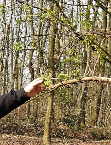 Vortrag: Bedeutung der Überwachung durch die Gemeinde Laarbeek