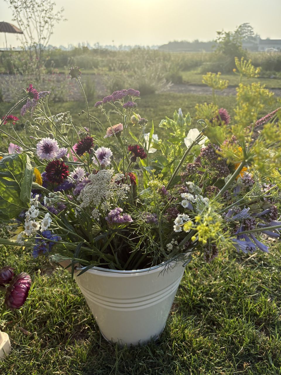 Witte emmer vol vers geplukte veldbloemen in het gras tijdens een zomerse avond bij Pluktuin Wilde Weide in Woerden.