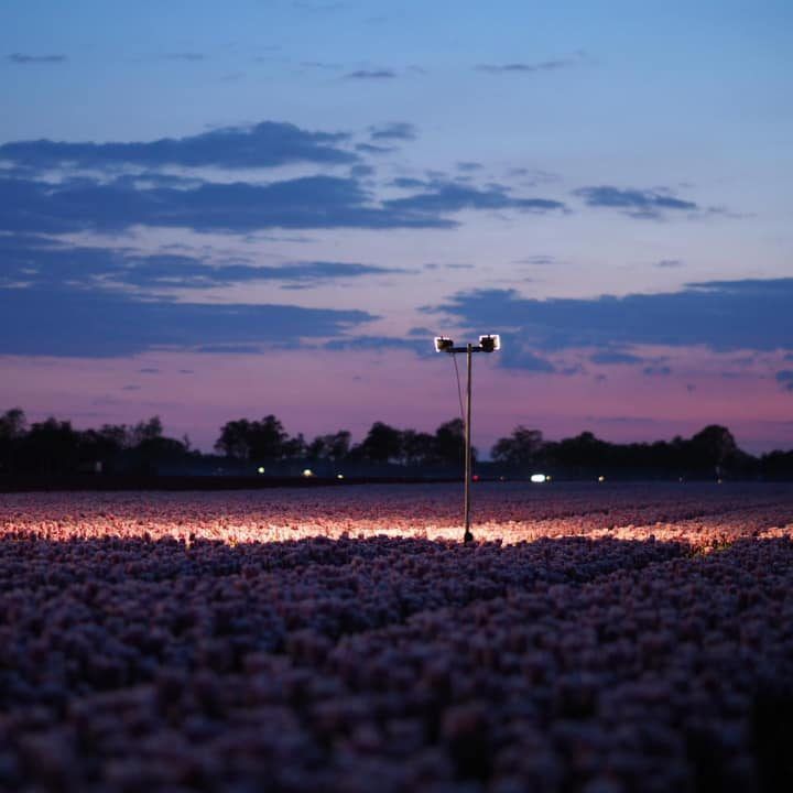Tulpenpracht bij Nacht