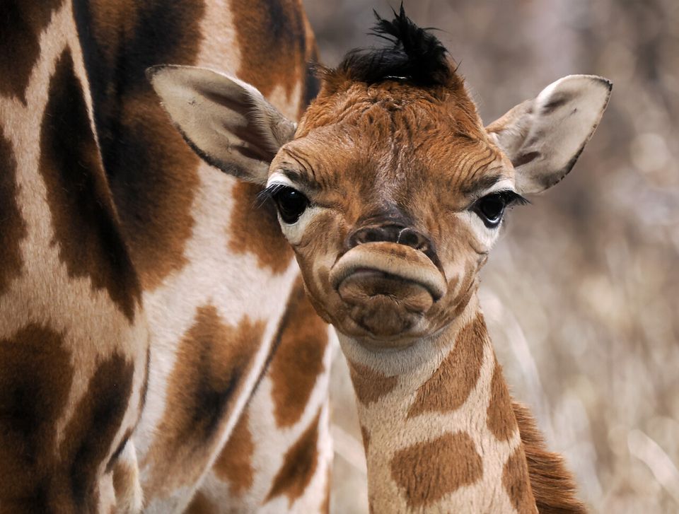 Safaripark Beekse Bergen