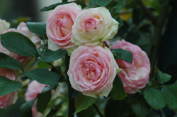 Roze roos