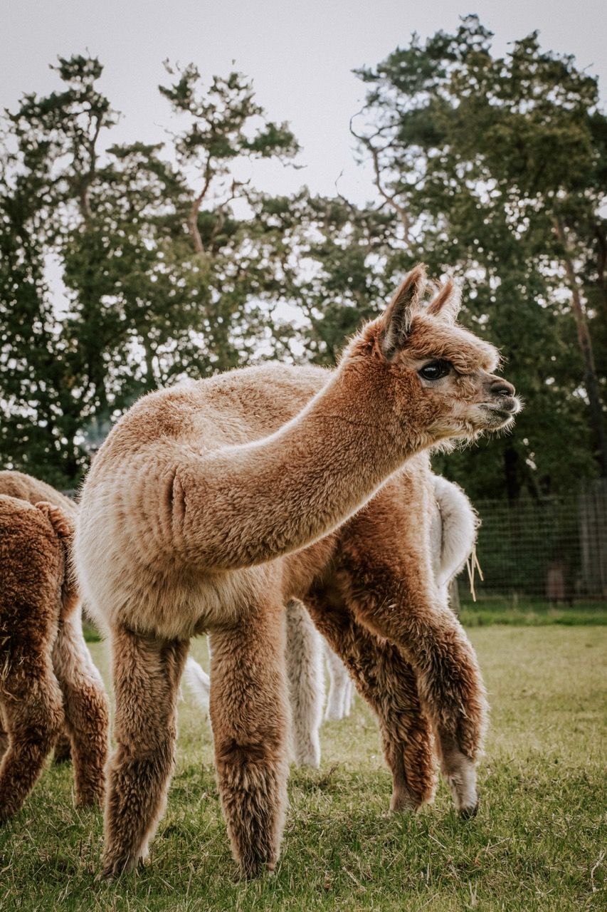 Alpacafarm in de Hei in Mariahout