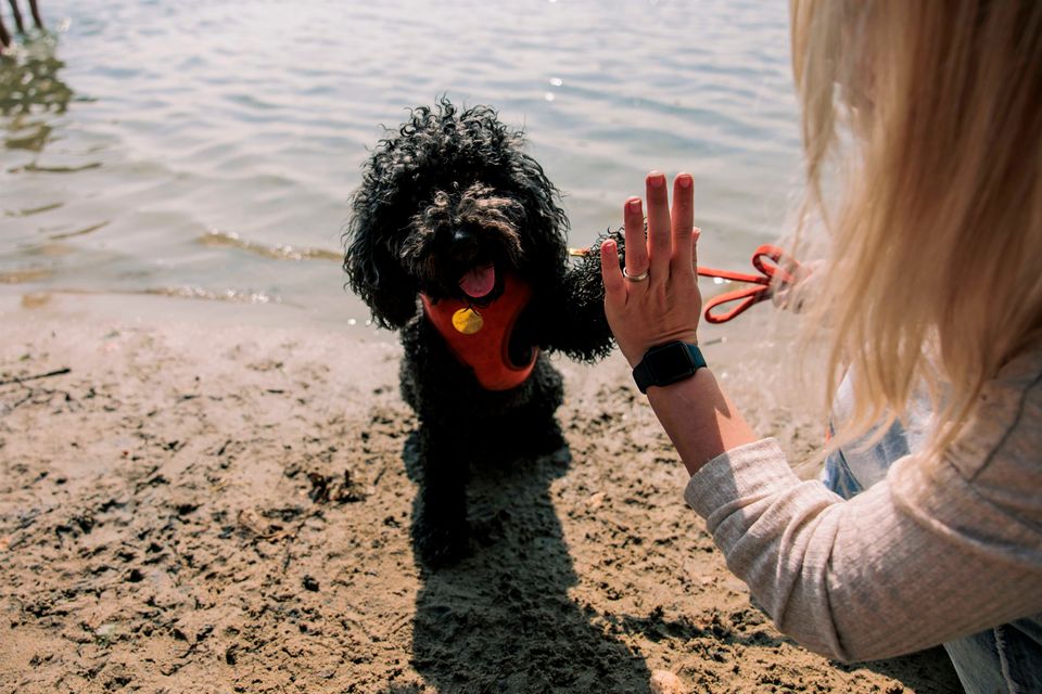 Hond geeft high five aan baasje