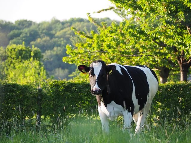 Cow