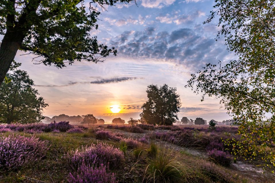 Bloeiende paarse heide tijdens de zonsopkomst in Oisterwijk