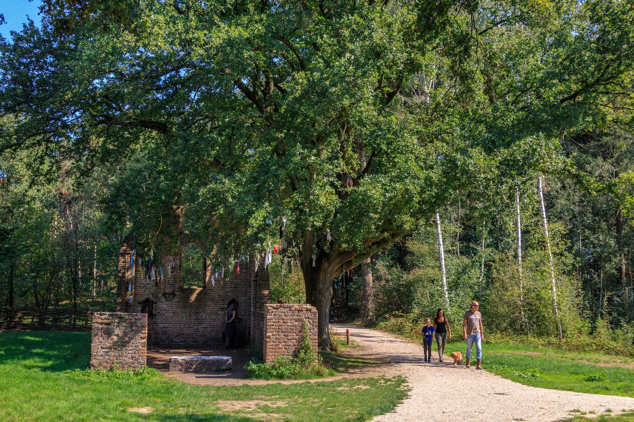 Koortsboom lapjesboom Hatertse en Overasseltse vennen