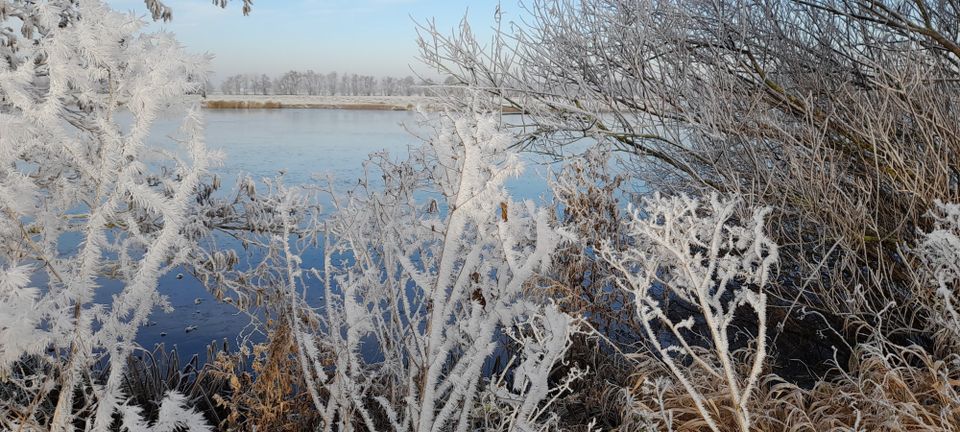 Berijpte planten langs een bevroren waterplas in Lopik. Op de achtergrond zie je bomen en strakblauwe lucht. Een stil winterbeeld uit het Groene Hart.
