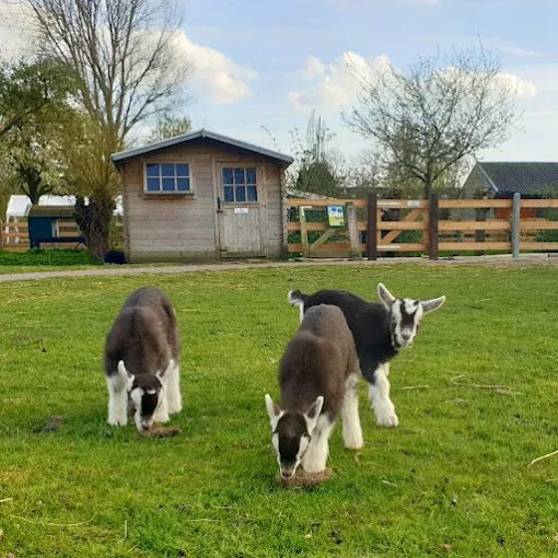 Kalfjes in de wei bij Kinderboerderij Tanthof