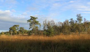 Peel ontdektocht Herfst in Nationaal Park de Groote Peel