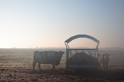 Koeien in de Polder Bolgerijen en Autena