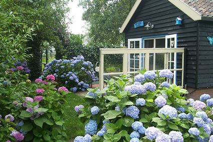 De bloeiende tuin van B&B Hortensia Eiland in het Groene Hart met kleurrijke hortensia’s rondom het gastenverblijf, rustige en groene omgeving voor een ontspannen overnachting midden in de natuur.