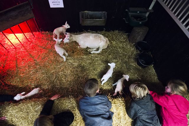 sanjes zoo in Feanwâlden en De Westereen super leuke dagje weg met de kids, pas geboren lammetjes.