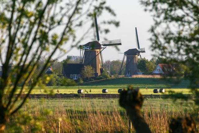 Lijkermolen 1 & 2 samen te zien op afstand tussen de polder in Rijpwetering