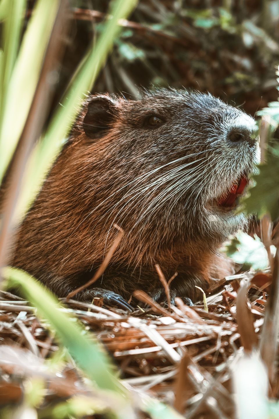 Bever speurtocht flevoland