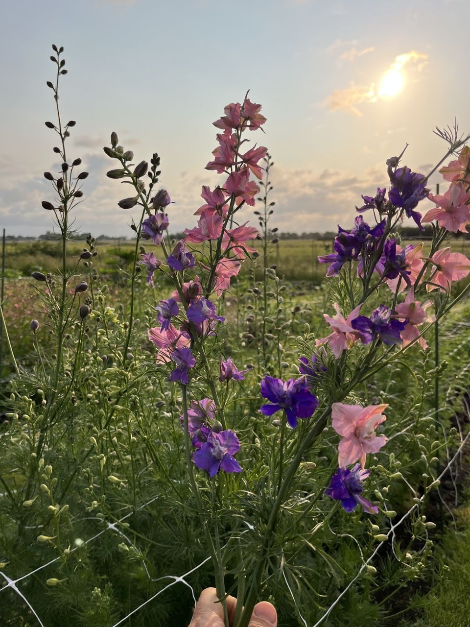Hand met een bosje roze en paarse plukbloemen tegen de achtergrond van een bloeiende pluktuin en een ondergaande zon bij Pluktuin Wilde Weide in Woerden.