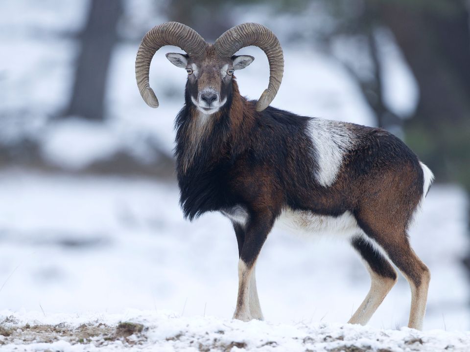 Moeflon in de winter in Het Nationale Park De Hoge Veluwe