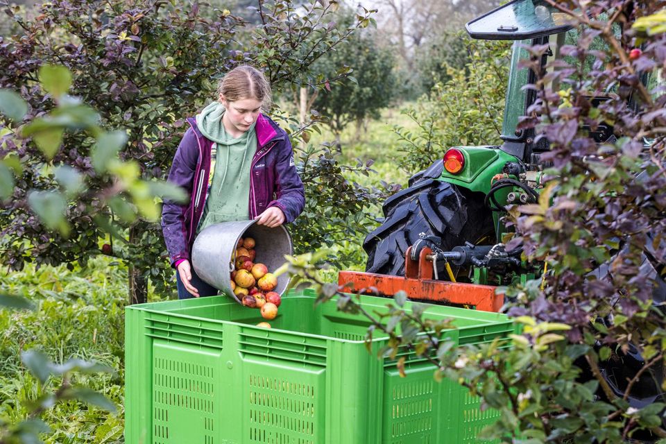 Appels oogsten in Gaasterland