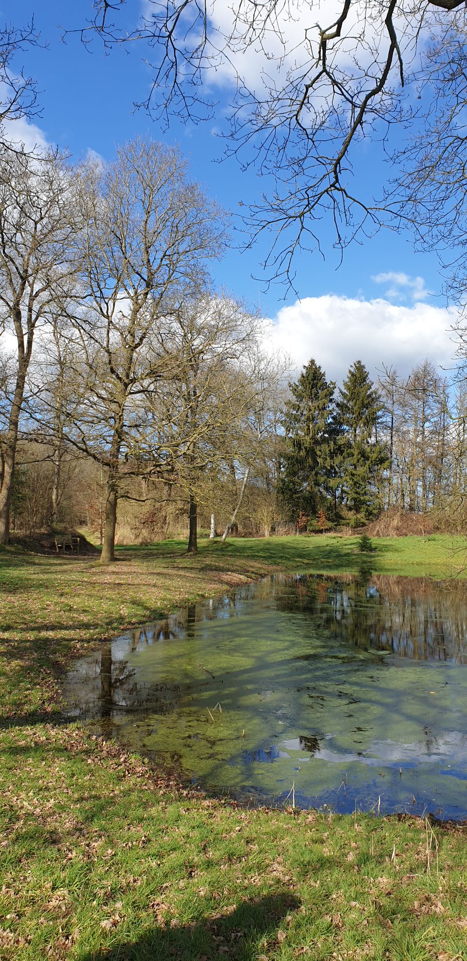Harichster bos