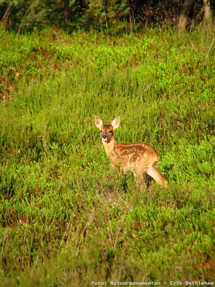 Wildspotwandeling Achter 't Zaand