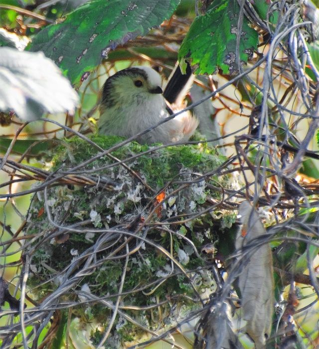 Vogel op een nest
