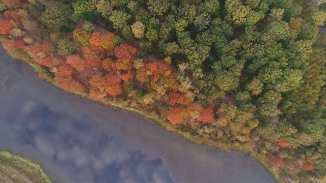 Dronebeeld van het Leersumse Veld bij Leersum met een ven en bomen in rode, oranje en gele herfstkleuren. Vanuit de lucht is de overgang tussen het water, de heide en het omliggende bos goed zichtbaar.