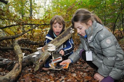 Excursie | Paddenstoelen zoeken op het Bönnink
