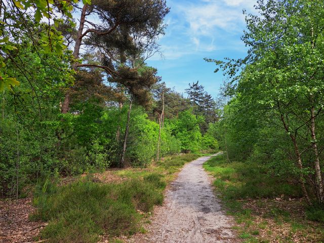 Brouwhuisse heide - Bikkelse bossen Vlierden