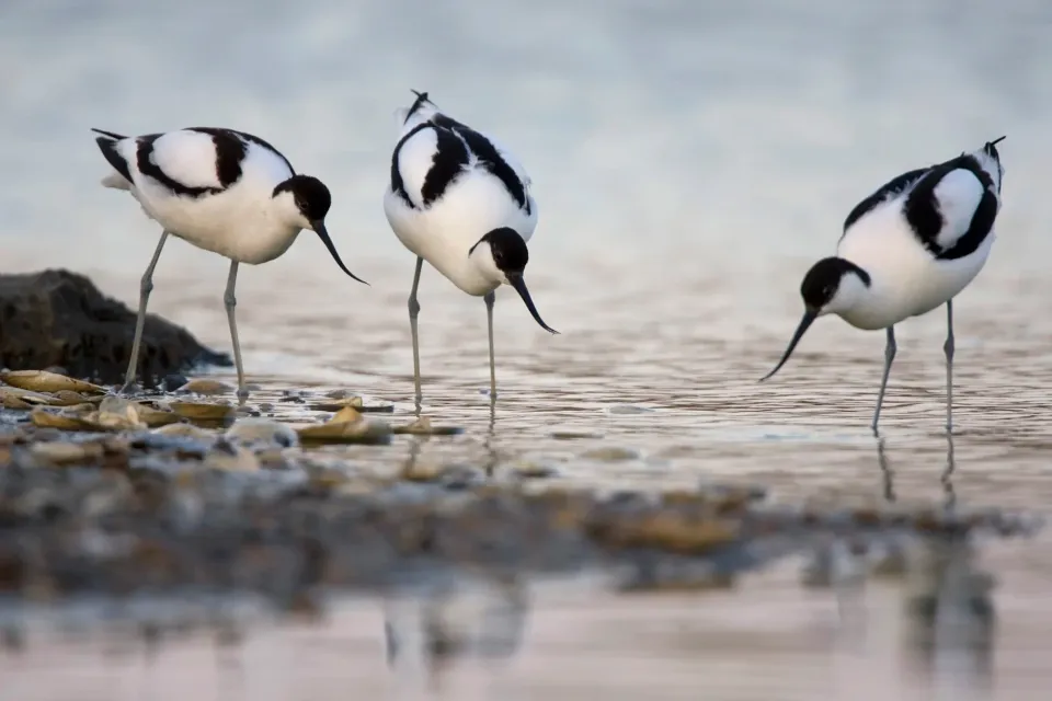 Wad- en weidevogels-excursie Hegewiersterfjild