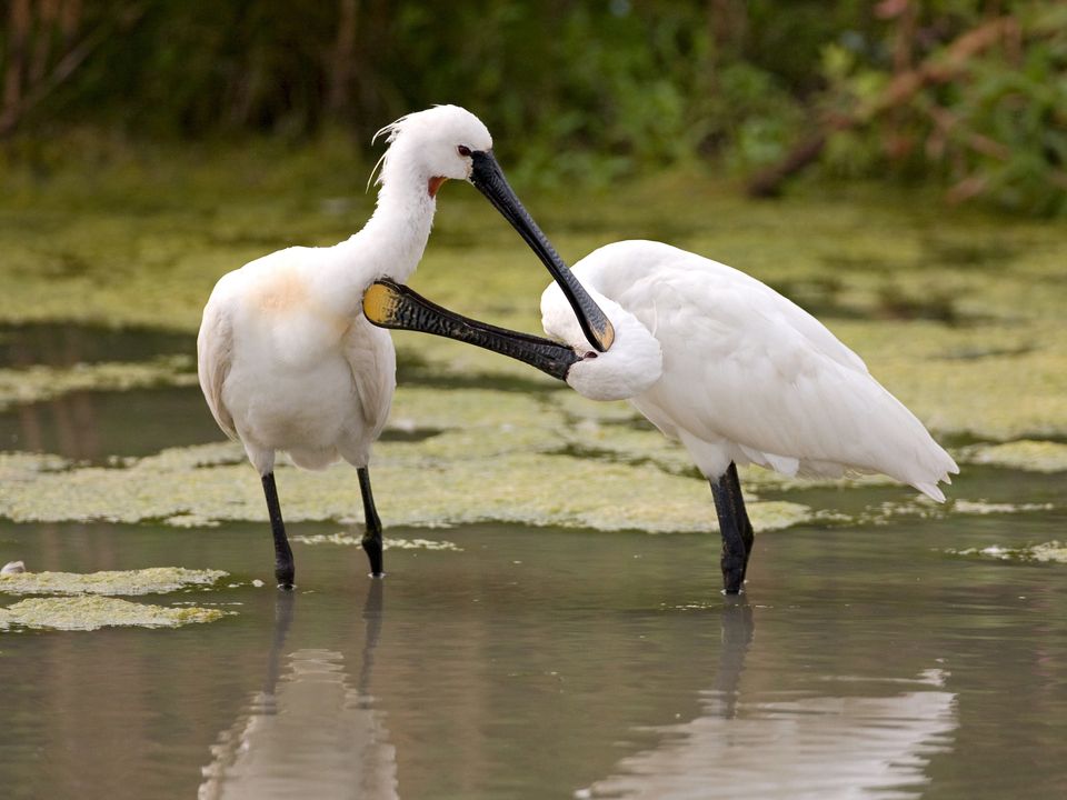 Lepelaars Markerwadden
