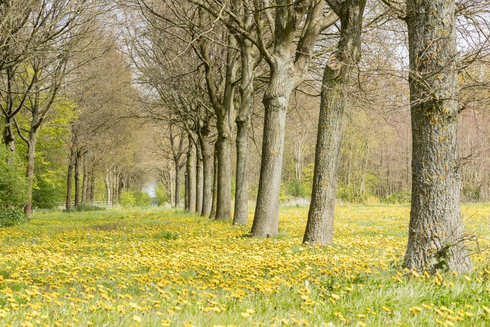 Pampushout gele bloemen