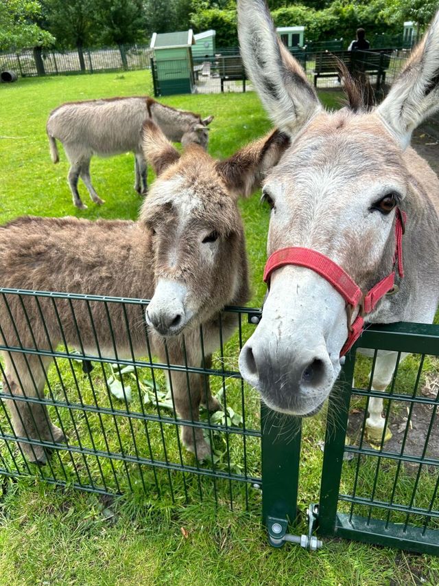 kinderboerderij
