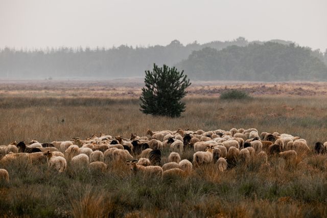 Een schaapskudde loopt door het hoge gras tegen een achtergrond van bomen en lichte mist.
