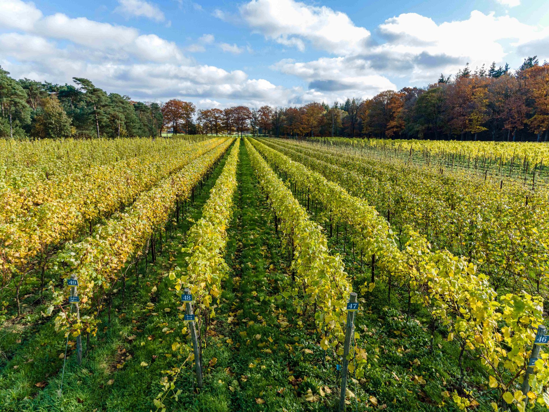 Rijen druivenranken in de Wijngaard By Ypma