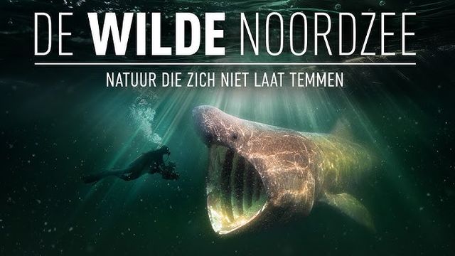 de wilde noordzee